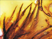 Plume de dinosaures dans l'Ambre