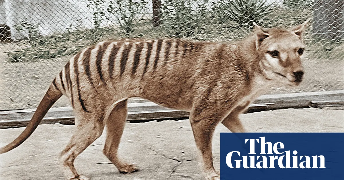 Tasmanian Tiger Animal Facts  †Thylacinus cynocephalus - A-Z Animals