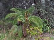 Cyatheales