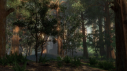 Forest Biome