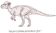 Pachycephalosaurus by PonchoFirewalker01