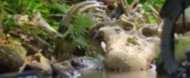 Unident croc