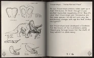 Dr. Laura Sorkin's sketchs of Triceratops maturing into Torosaurus.