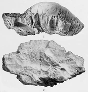 ステゴケラス 化石1