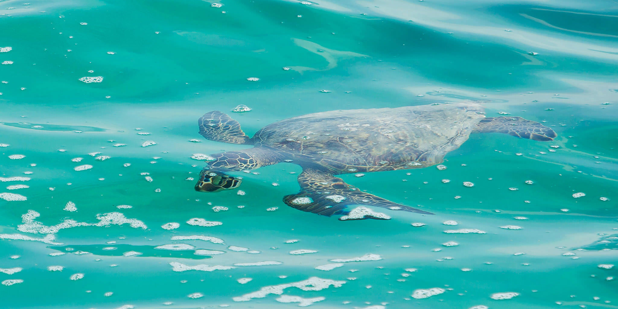 Turtle-swimming.jpg