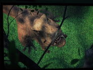 Rexy looking at the branch, it's almost that she is looking directly at Sammy