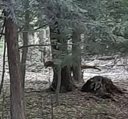 Herrerosaurus.Wildlife