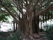 Árbol de Caucho (Hevea brasiliensis)