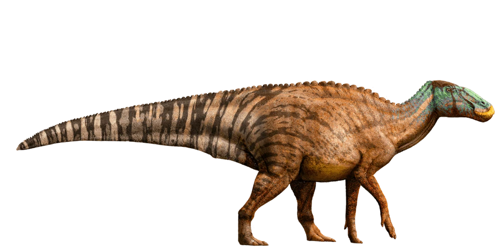 Edmontosaurus reconstruction