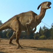 Parasaur