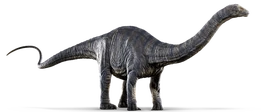 Apatosaurus (1)