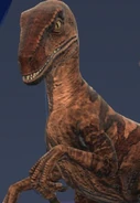 Velociraptor in Jurassic World Primal Ops
