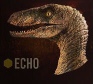 Raptor squad Echo header icon
