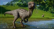 JWE Homalocephale.webp (8 kio)