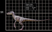 Velociraptor male comparacion