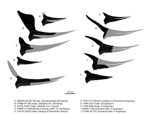 Pteranodonts