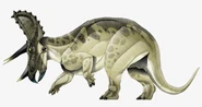 Triceratops