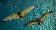 As seen here the female (left) is flying parallel to the male (right)