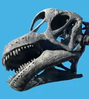 Le crâne de "l'Apatosaurus" du site Jurassic World