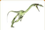 Coelophysis