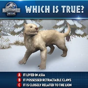 ティラコレオ s2