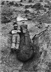 Ein ausgewachsener Mann neben einem Oberarmknochen von Brachiosaurus altithorax