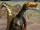 Ornitholestes
