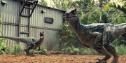 Jurassic-World-Velociraptors-1