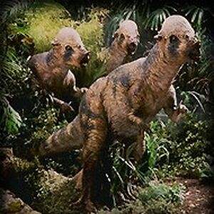 Pachycephalosaurus Jurassic Park Wiki Fandom Pachycephalosaurus Jurassic Park Wiki Fandom