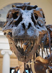ティラノサウルス 化石1.jpg