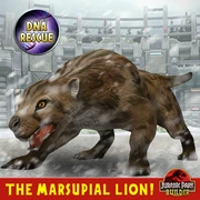 ティラコレオ s3