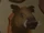 Wild Boar