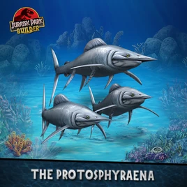 Protosphyraena