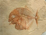Gyronchus fossil.jpg (64 kB)