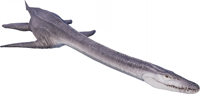 ペルー産はあまり見ない　Psalidognathus erythrocerus? ペルー産はあまり見ない Psalidognathus erythrocerus? ペルー産
