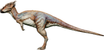 Dracorex