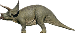 Triceratops (B)