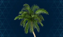 Palms