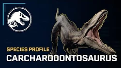 Species Profile - Carcharodontosaurus