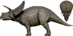 Torosaurus