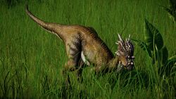 Dracorexwarbear