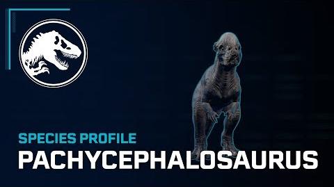 Species Profile - Pachycephalosaurus