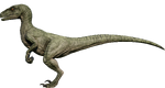 Velociraptor