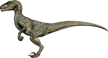 Velociraptor (Echo)