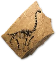 Sauropodfossilicon