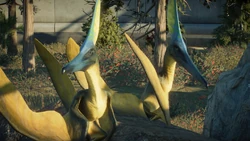 Barbaridactylus pair sitting on a rock.