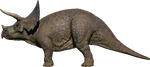 Triceratops