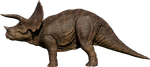 Triceratops