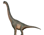 Brachiosaurus (C)