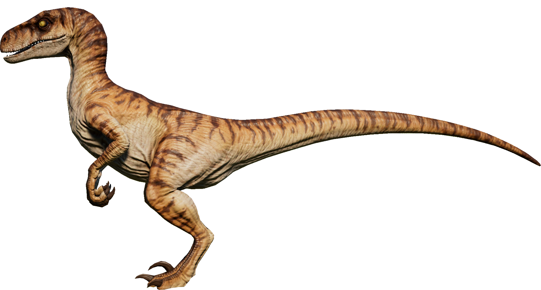 Velociraptor Dinosaur, photos  information - Velociraptor Gallery